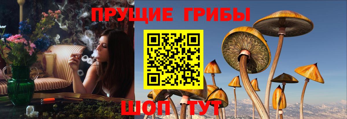 Губкин  как найти   Вход с VPN  Псилоцибиновые грибы Cubensis 
